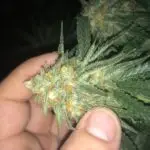 cannabis Bud Dense flower green leaves
