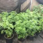 Potted hemp or cannabis plants