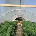 greenhouse full of cannabis plants with walkway down the middle inside of greenhouse