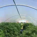 full greenhouse of cannabis plants