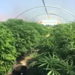 full greenhouse of cannabis plants