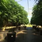 full greenhouse of cannabis plants inside pots, with spray irrigation