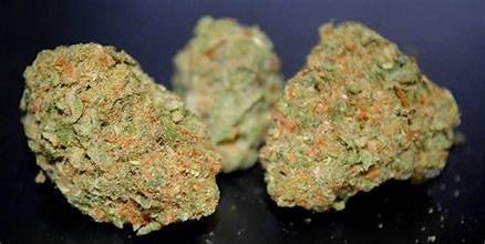 bud