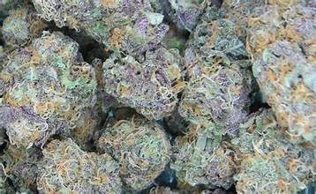 popular strain