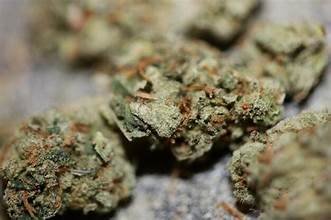premium cannabis sativa